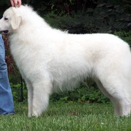 Kuvasz All Grown Up from Double Ring Kuvasz