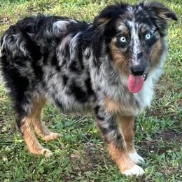 Hunky Dunky - Blue merle male Australian Shepherd puppy in Albertville, Alabama from Salt Creek Aussies