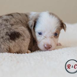 Louisiana  (Louie) - Red merle male Miniature Australian Shepherd puppy in Buna, Texas from R & C Kennels