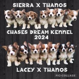 Pembroke Welsh Corgi Puppies from Chases Dream Kennel