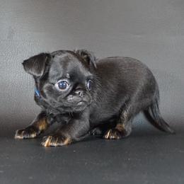 AKC Blue Collar - Black and tan male Brussels Griffon puppy in Florida from Robin’s Griffons