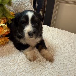 Natalie - Black tri female Toy Australian Shepherd puppy in North Lakeport, California from Wild Rose Ranch