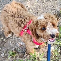 Mini Red boy - Red  male Goldendoodle puppy in Los Molinos Ca, California from Sunshine Sanctuary Doodles