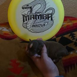 Mamba - Red tri male Miniature Australian Shepherd puppy in Arlington, Texas from CopperHead Aussies