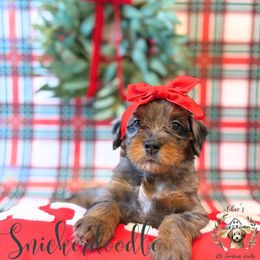 Snickerdoodle - female Australian Mountain Doodle puppy in Land O' Lakes, Florida from Olive’s Little Farmhouse Doodles