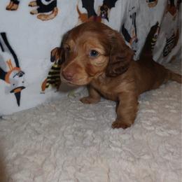 Nugget - Chocolate and tan male Dachshund puppy in Coachella, California from Palms & Paws Dachshunds