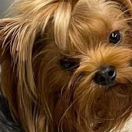 Angel - Yorkshire Terrier