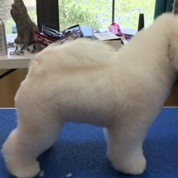Polly - Bichon Frise