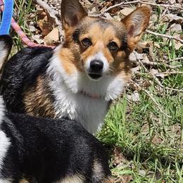 Pembroke Welsh Corgis from PBJ Corgis