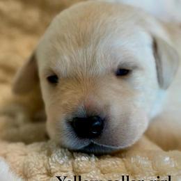 Yellow collar girl - Yellow female Labrador Retriever puppy in Camp Verde, Arizona from Cecil's Arizona Labradors