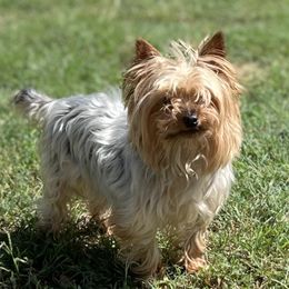 Bam Bam - Yorkshire Terrier