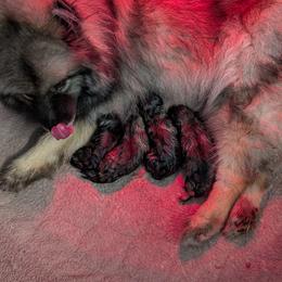 Boy 1 - Black and silver male Keeshond puppy in Fayetteville, Tennessee from Erbekees-Keeshonden