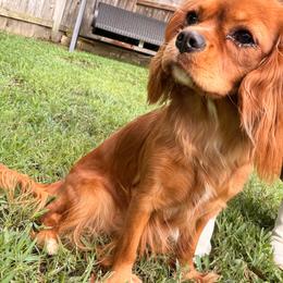 Bonnie - Cavalier King Charles Spaniel