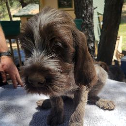 Zoey - Brown and gray female Wirehaired Pointing Griffon puppy in Flagstaff, Arizona from Agassiz Wirehaired Pointing Griffons