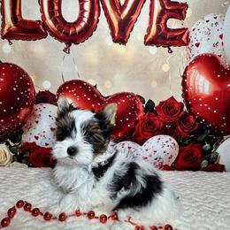 AKC Bella 4300   Tiny... - Black tan and white female Biewer Terrier puppy in Nicholls, Georgia from Southeast Biewers