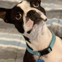 Boston Terriers from Family Raised Boston Terriers