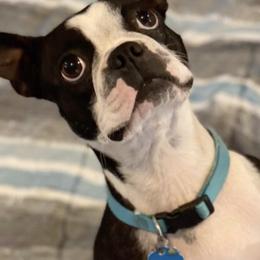 Boston Terriers from Family Raised Boston Terriers