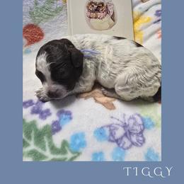 Girl 3 - Brown roan female Lagotto Romagnolo puppy in Salida, California from Harper's Lagotti