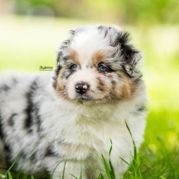 Australian Shepherd Puppies from Skyborne Australian Shepherds