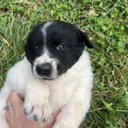 Asparuh (Ahs-par-roof) - White and black male Karakachan puppy in Hogansville, Georgia from Goshen Highlands