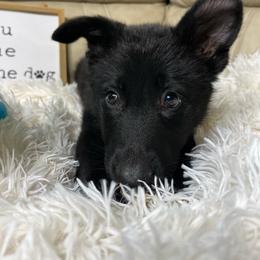Kate-Lynn - Black female German Shepherd puppy in Mc Minnville, Tennessee from Hobbs Family Shepherds
