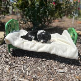 Trixie - Black and white female Cavapoo puppy in Thorndale, Texas from Hattie’s Texas Cavapoos