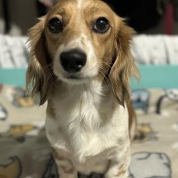 Fiona - Dachshund