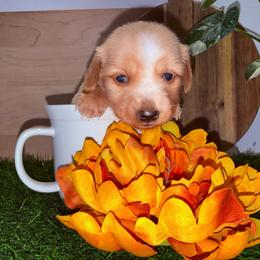 Cream female 2 - 4500 - Cream female Dachshund puppy in Apopka, Florida from The HotDog Stand