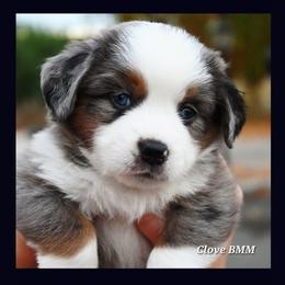 Labrador Retriever and Miniature American Shepherd Puppies from ROCK CREEK LABRADORS Pasco, WA