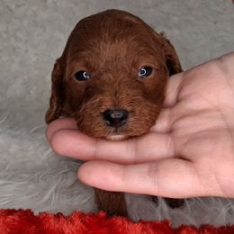 Ginger (F1b) - Brown female Cavapoo puppy in Centerton, Arkansas from Velvet Paws Cavapoos