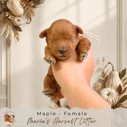 Maple - Red  female Goldendoodle puppy in Norcross, Georgia from Teddy Puppies