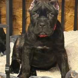 Red collar - Black brindle male Cane Corso puppy in Waxahachie, Texas from A&M Kennels