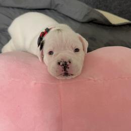 Red - White male Boxer puppy in Denver, Colorado from Yuni’s AKC Boxers