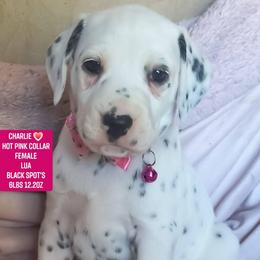 Charlie (Hot Pink Collar Female) LUA - White and black female Dalmatian puppy in Raymondville, Missouri from Wagner's Dalmatian's