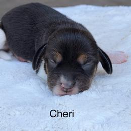 Cheri - Black tan and white female Beagle puppy in Mansfield, Missouri from Rippee Creek Kennel
