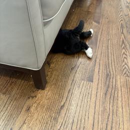 Bernedoodle Puppies from Paws of the Vineyard