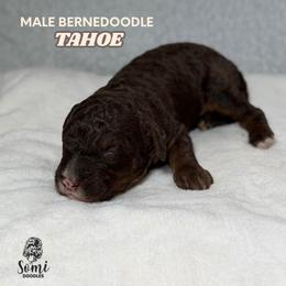 Tahoe (Red Collar) - Tri-color male Bernedoodle puppy in Palmetto Bay, Florida from SOMIDOODLES
