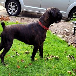 Chanel - Boxer