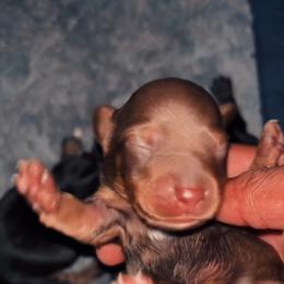 Lilly - Chocolate and tan female Dachshund puppy in Los Angeles, California from Mini Doxies R Us