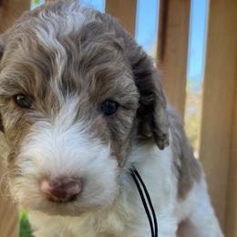 Black ribbon boy - Bernedoodle puppy from Bella Ridge Farms & Dapper Doodles