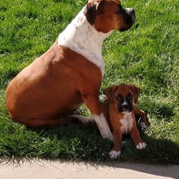 Boxer Puppies from A-L Desert Boxers