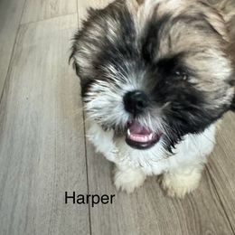 Shih Tzu Puppies from BVPT puppies