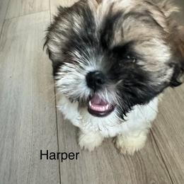 Shih Tzu Puppies from BVPT puppies