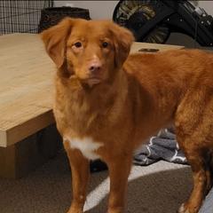 Cola - Nova Scotia Duck Tolling Retriever
