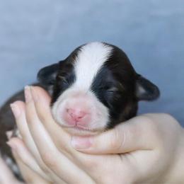 Robin - Sable female Pembroke Welsh Corgi puppy in Fayetteville, Arkansas from Intergalactic Corgis