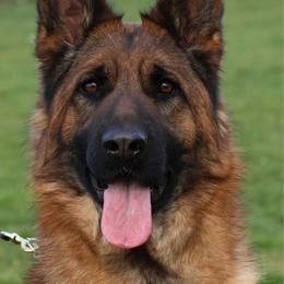 SG Ruby von den Leinewiesen WB - Black and red female German Shepherd puppy in Nacogdoches, Texas from Vom Hausgladfel