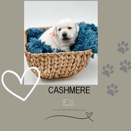 7th pick female puppy - Yellow Labrador Retriever puppy in Mt. Vernon, Texas from Bohlken Labradors