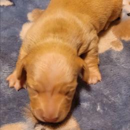 Beth (Light Red) - Red female Dachshund puppy in Frankfort, Kentucky from Gigi's Dachshunds