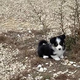 Pembroke Welsh Corgi Puppies from Campbell Ranch Corgis