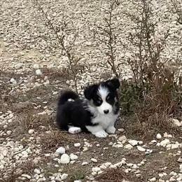 Pembroke Welsh Corgi Puppies from Campbell Ranch Corgis